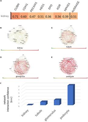 Selected renal cells harbor nephrogenic potential